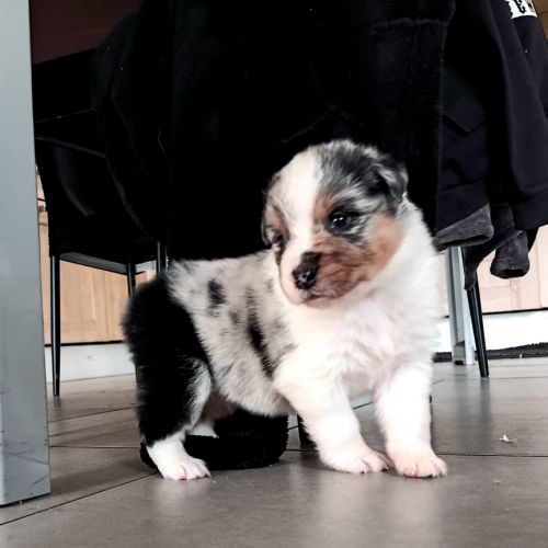 Chiots bergers australiens lof #0