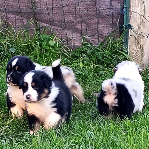 Chiots bergers australiens lof #3