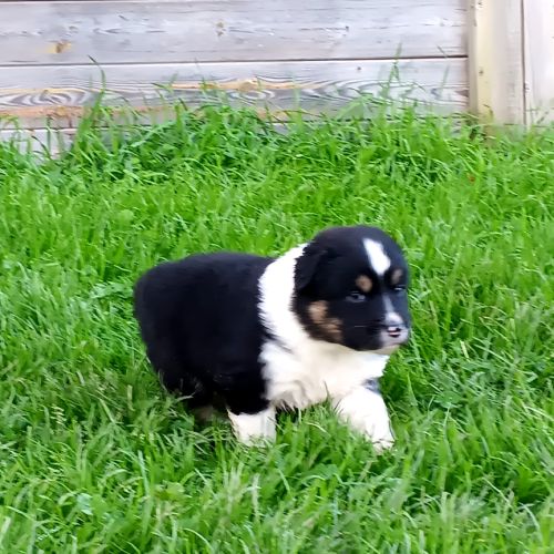 Chiots bergers australiens lof #5