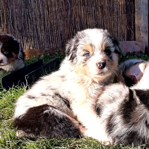 Chiots bergers australiens lof #4