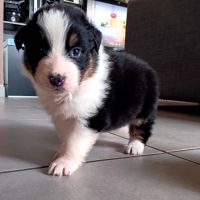 Chiots bergers australiens lof #1