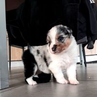 Chiots bergers australiens lof