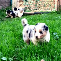 Chiots bergers australiens lof #4