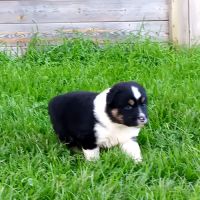 Chiots bergers australiens lof #5