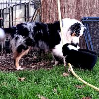 Chiots bergers australiens lof #6