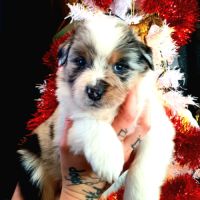 Chiots bergers australiens lof