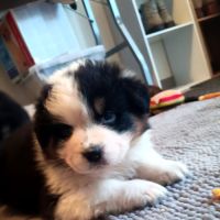 Chiots bergers australiens lof #2