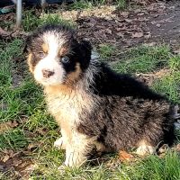 Chiots bergers australiens lof #3