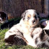 Chiots bergers australiens lof #4
