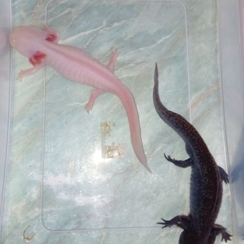 Couple axolotl #0
