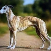 Cherche à adopter whippet