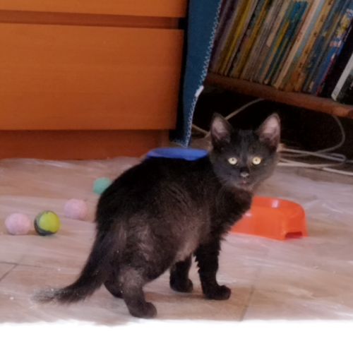 Ninon douce et joueuse