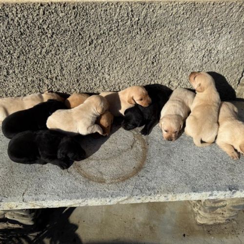 Chiots labrador -  parents lof certifiés #3