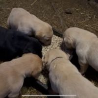 Chiots labrador -  parents lof certifiés