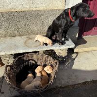 Chiots labrador -  parents lof certifiés #2