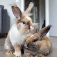 Lapin bélier a donner