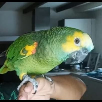 Perruche ondulée eam #1