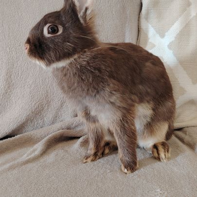 Perruche ondulée eam #2