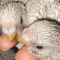 Perruche ondulée eam #0