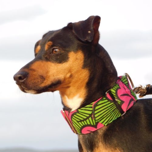 Taisi 2 ans et demi, petite femelle adorable #2