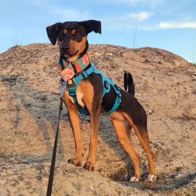 Taisi 2 ans et demi, petite femelle adorable