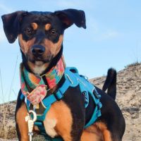 Taisi 2 ans et demi, petite femelle adorable #4