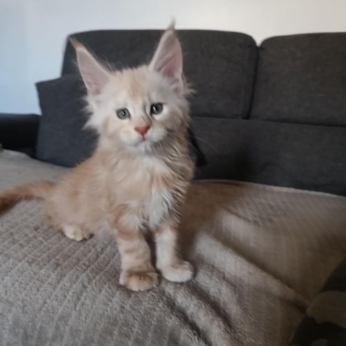 Chatons maine coon a réserver #2