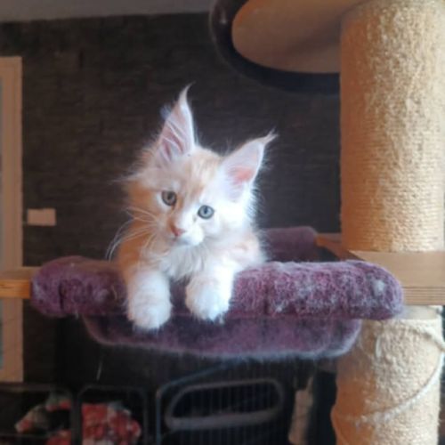 Chatons maine coon a réserver #5