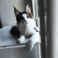Chatons maine coon a réserver #1