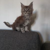 Chatons maine coon a réserver