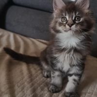 Chatons maine coon a réserver #4