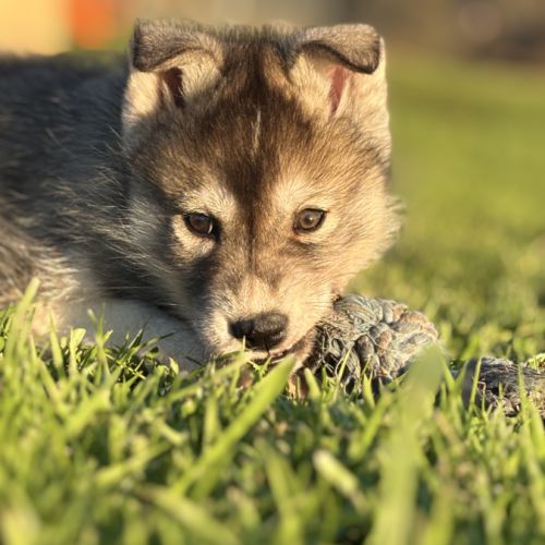 Magnifiques bébés husky à réserver #1