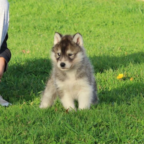 Magnifiques bébés husky à réserver #5