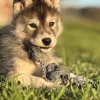 Magnifiques bébés husky à réserver