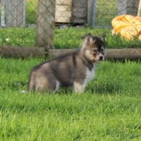 Magnifiques bébés husky à réserver #3