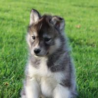 Magnifiques bébés husky à réserver #4