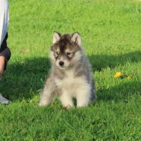 Magnifiques bébés husky à réserver #5