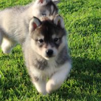 Magnifiques bébés husky à réserver #6