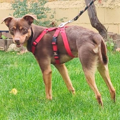 Neon, petit chien d'1 an doux et affectueux #2