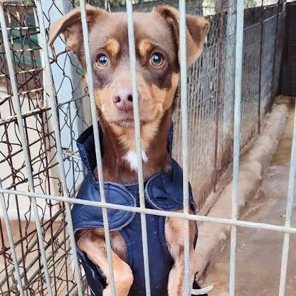 Neon, petit chien d'1 an doux et affectueux