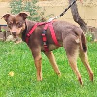 Neon, petit chien d'1 an doux et affectueux #2