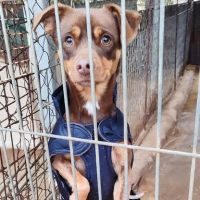 Neon, petit chien d'1 an doux et affectueux #0