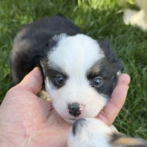 Chiot berger americain #2