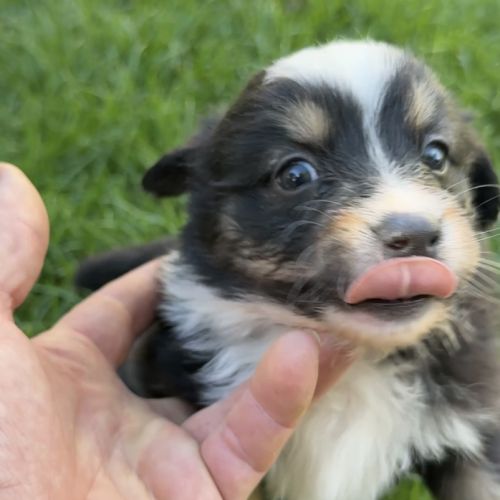 Chiot berger americain #0