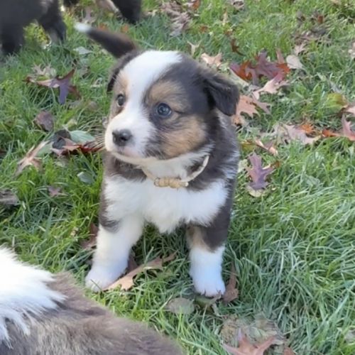 Chiot berger americain #6