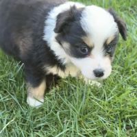 Chiot berger americain #1