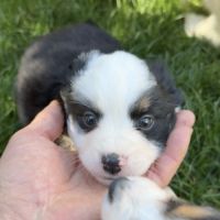 Chiot berger americain #2