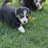 Chiot berger americain #3