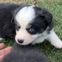 Chiot berger americain #5