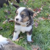 Chiot berger americain #6